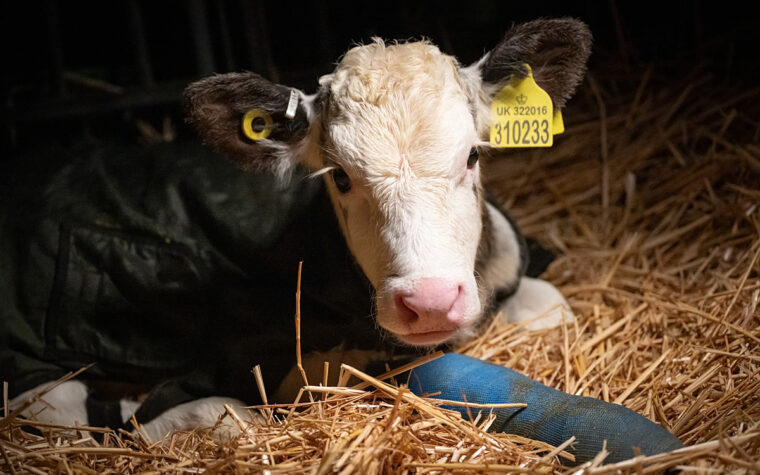 How Much Does a Calf Cost in 2026? Prices by Type, Weight, and Region